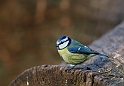 Blue tit - C